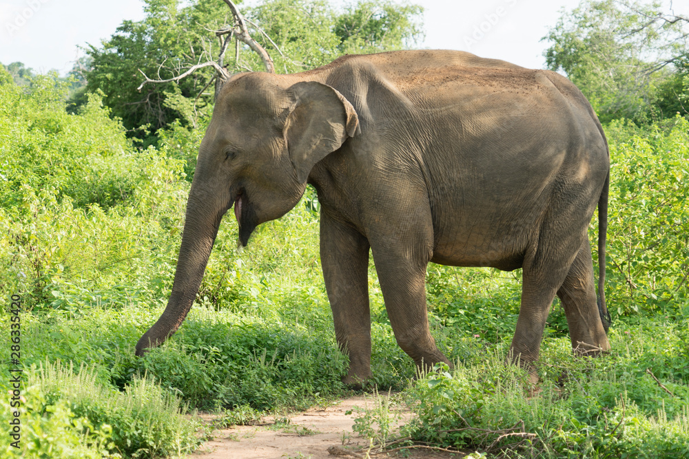 Sri Lanka elephants walking in bush