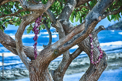 Trees on beach