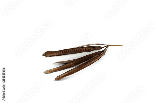 Brown White Popinac seeds isolated on white background