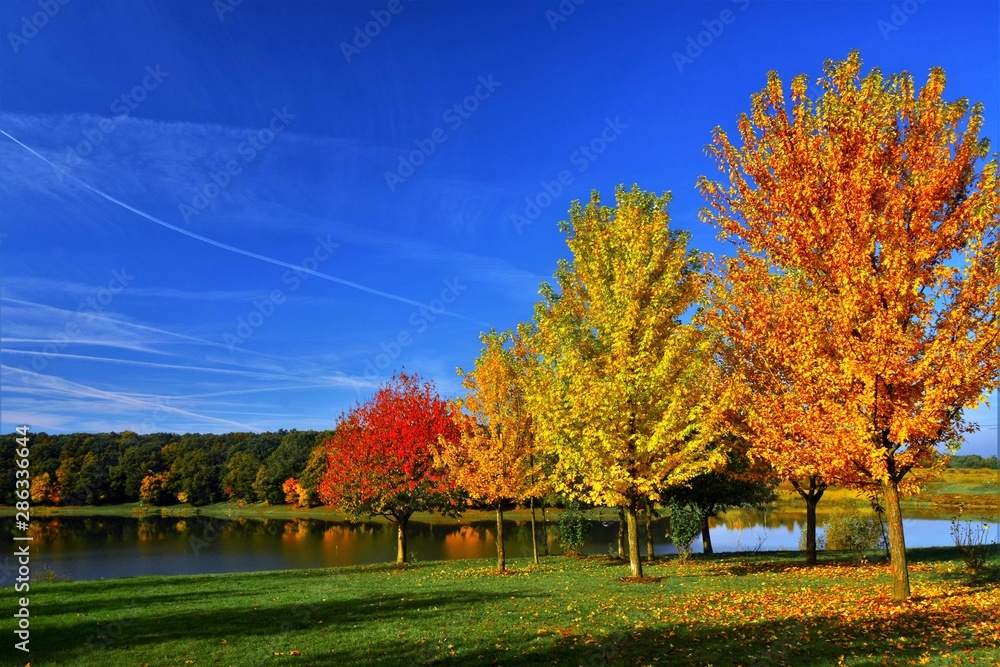 Obraz premium autumn landscape with trees