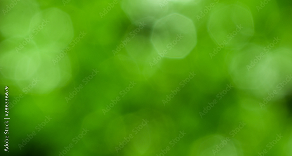 Obraz premium green abstract bokeh lighting background ,sunny abstract green nature background, selective focus