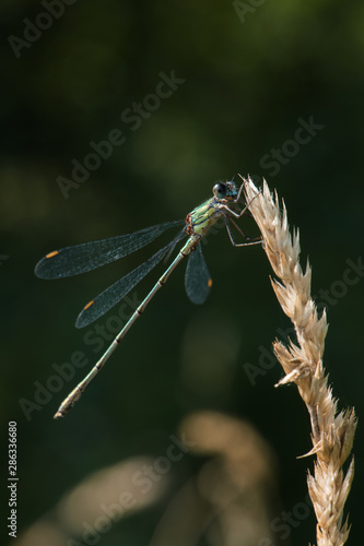 leste vert sur epis de graminée "Chalcolestes viridis"