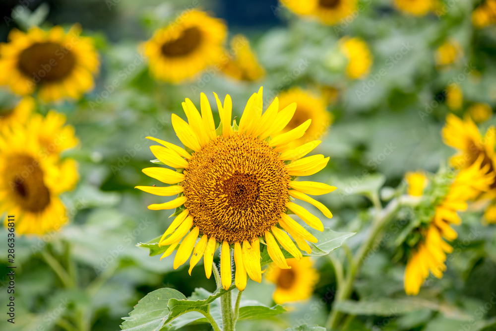 Naklejka premium 長崎鼻のひまわり