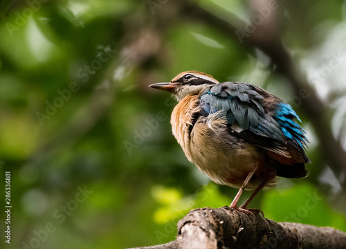 India Pitta bird sitting on the perch of tree with laving green background. The Bird have 9 different colors.