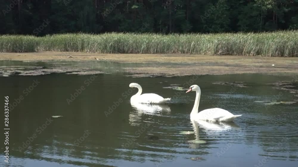 A pair of swans on a forest lake. A pair of swans on a forest lake.