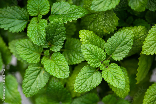lemon balm (melissa) herb leaves closeup