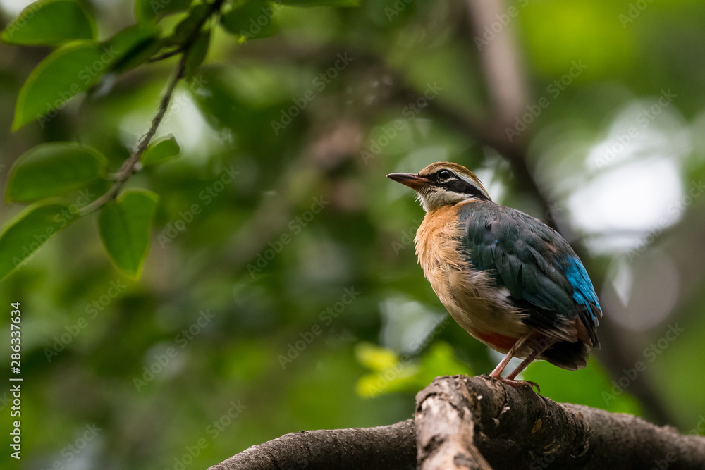 India Pitta bird sitting on the perch of tree with laving green background. The Bird have 9 different colors. India Pitta bird sitting on the perch of tree with laving green background. The Bird have 9 different colors.