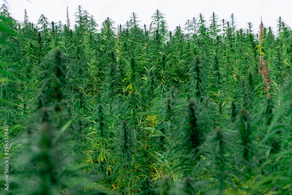 Marijuana plant at outdoor cannabis farm field Marijuana plant at outdoor cannabis farm field