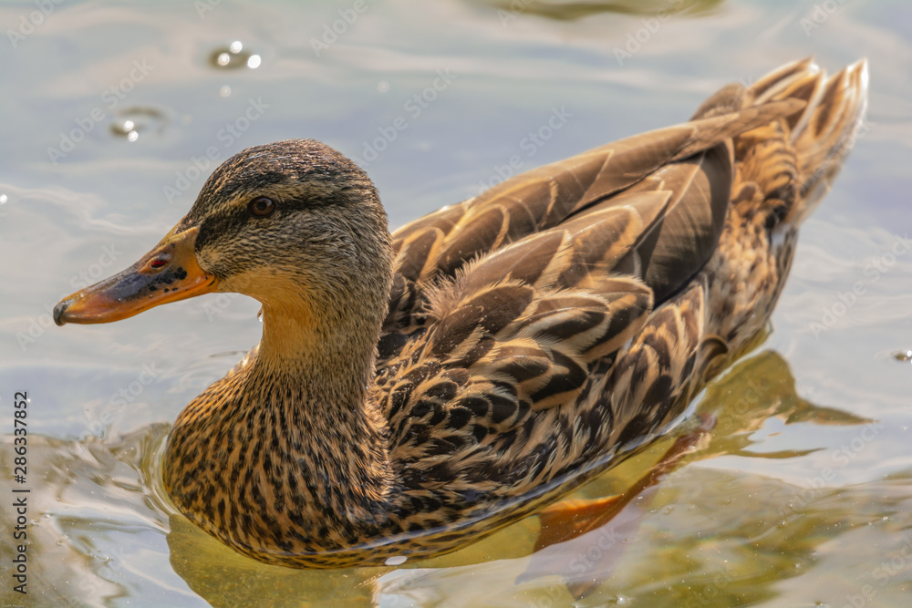 Fototapeta premium Femmina di Germano reale