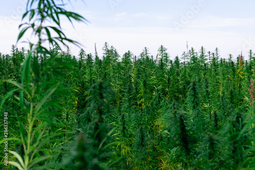 Marijuana plant at outdoor cannabis farm field