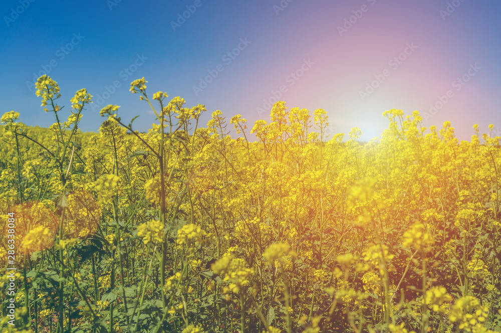 Rapeseed field against the sky with clouds on a Sunny summer day. Oil crops. Ripening crop Rapeseed field against the sky with clouds on a Sunny summer day. Oil crops. Ripening crop