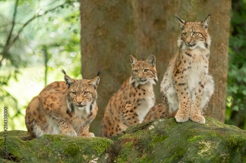 Three young lynx is attentively in the forest