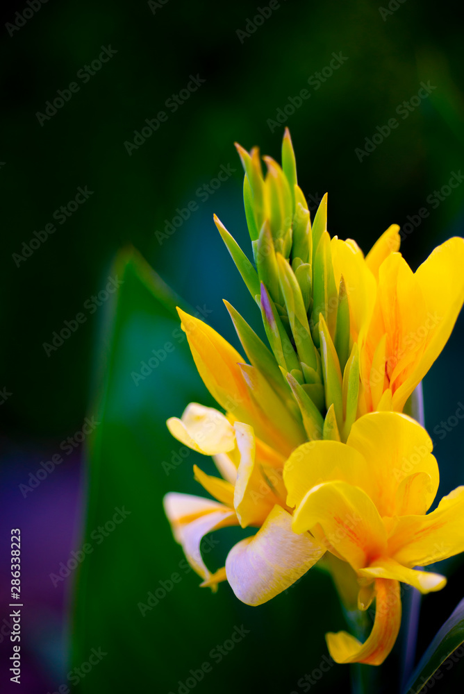 Photos with yellow-orange flowers Photos with yellow-orange flowers