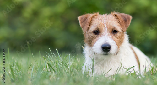 Dog pet recreation, web banner of a cute jack russell puppy as lying in the grass