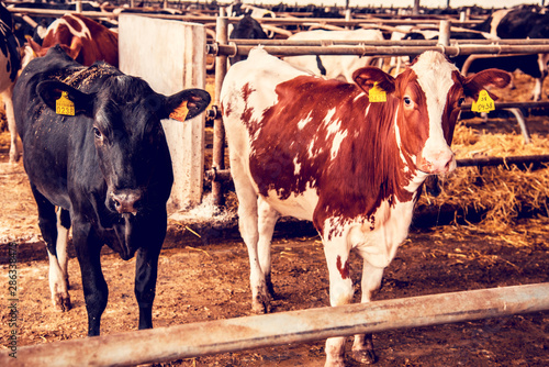 Beautiful agrarian image with cows on a modern livestock farm photo