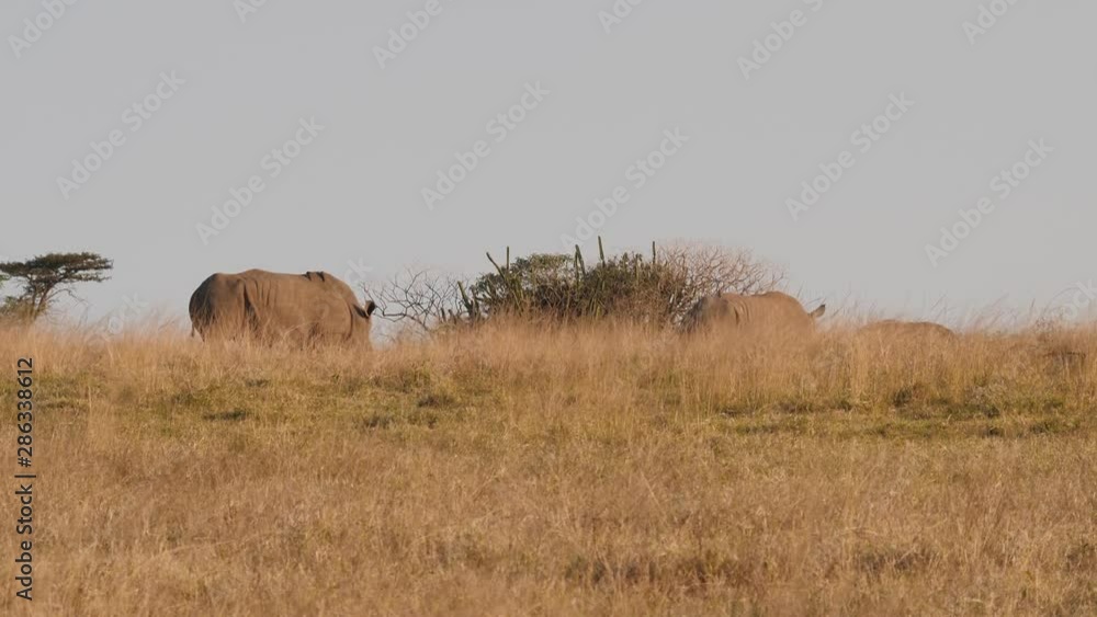 White Rhinoceros in Africa Savannah White Rhinoceros in Africa Savannah