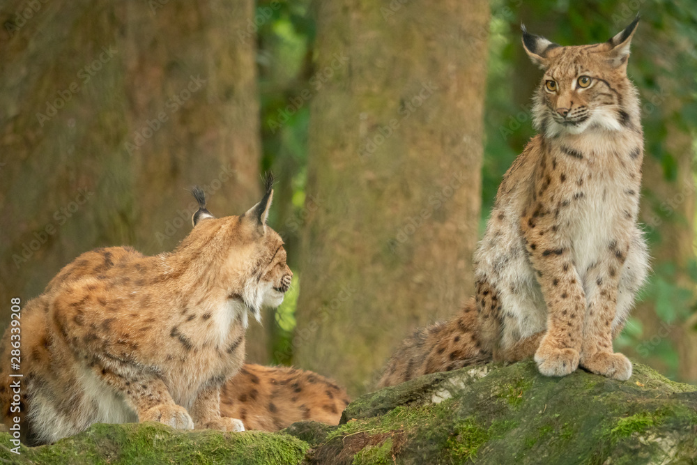 Fototapeta premium A big lynx is attentive outside