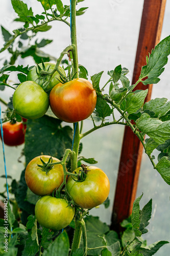 Fototapeta Naklejka Na Ścianę i Meble -  Ready red tomatoes at greenhouse, closeup