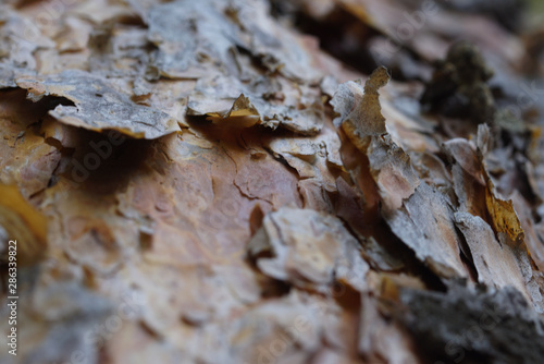 selective focus technique of dry tree bark