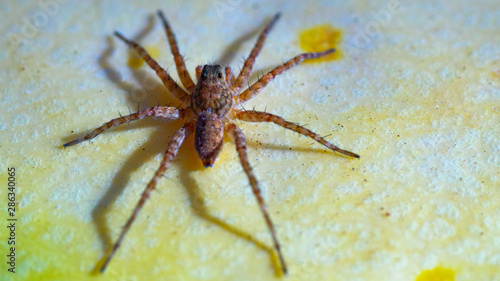 Pequeña araña marrón 