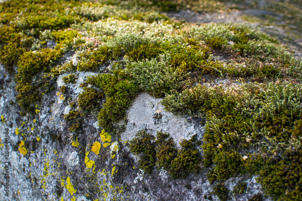 moss on rocks moss on rocks