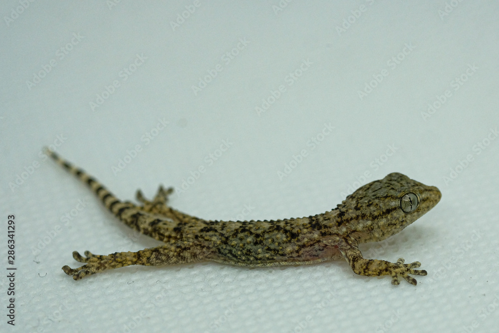 Naklejka premium Gecko reptile body and eyes macro details, animal skin on blur background