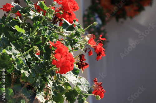 red flowers in the garden