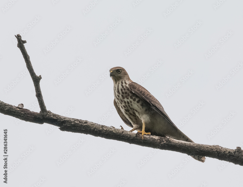 Raptor Bird Shikra sitting on the perch of tree Raptor Bird Shikra sitting on the perch of tree