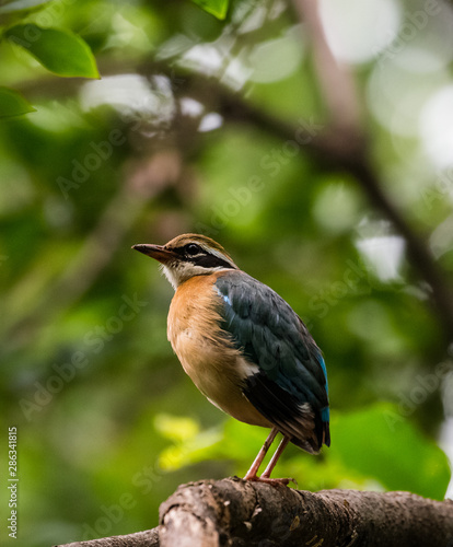 India Pitta bird sitting on the perch of tree with laving green background. The Bird have 9 different colors.