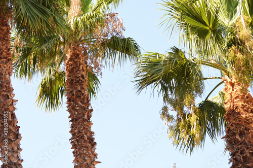 Palms on blue sky background, tropical photo,Italy © Vita
