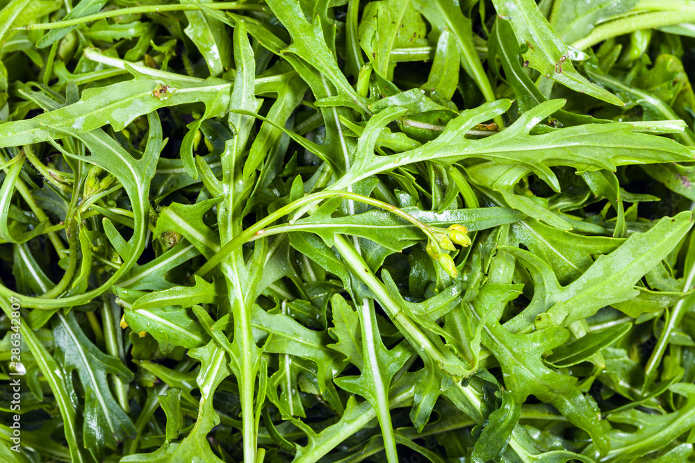 many fresh green leaves of Arugula herb close-up many fresh green leaves of Arugula herb close-up