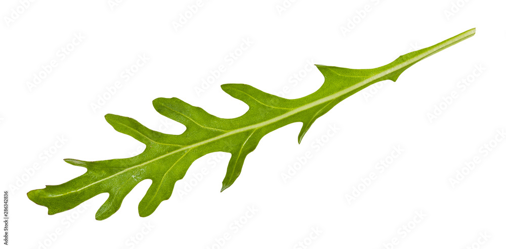 fresh green leaf of rucola plant isolated fresh green leaf of rucola plant isolated