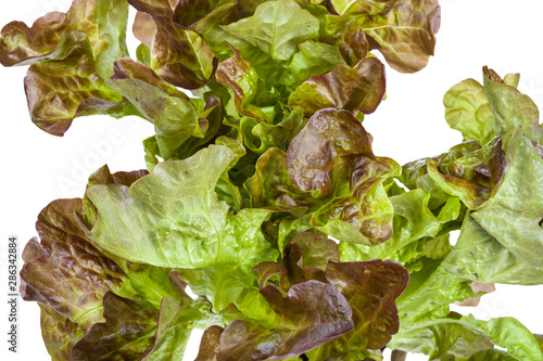 foliage of Oak leaf lettuce isolated on white