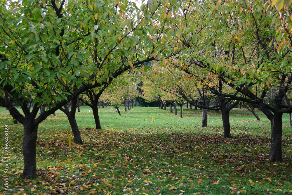 Naklejka premium Rows with trees with green and yellow leaves in an orchard in an autumn day