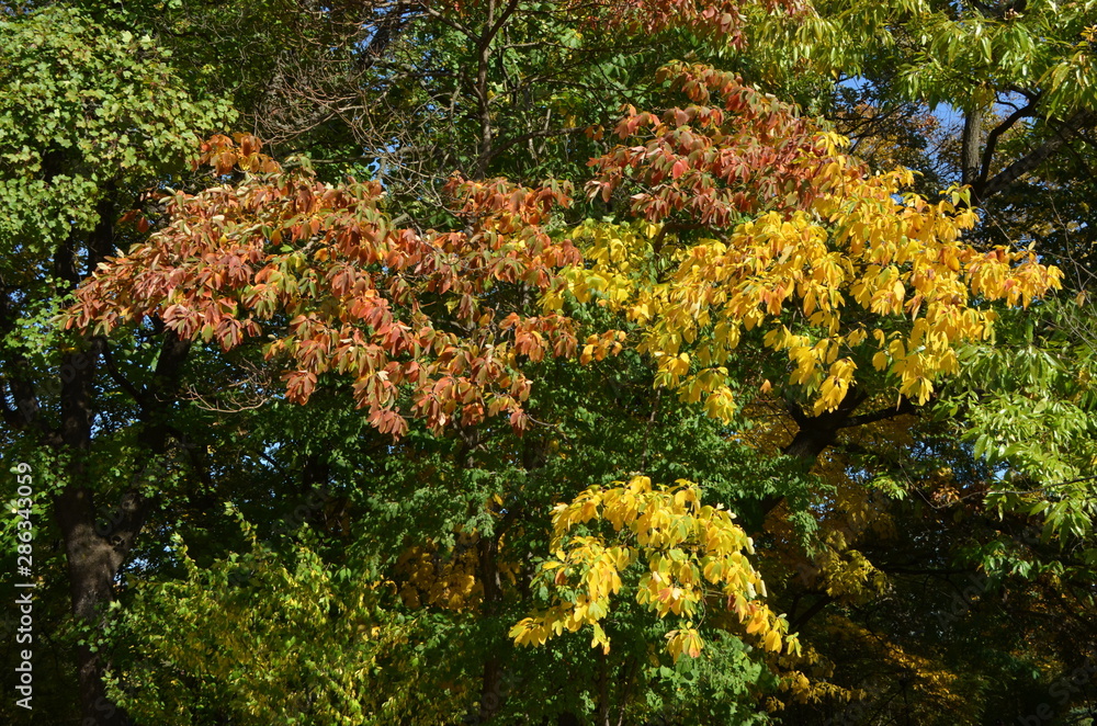 Yellow and green leaves in a tree in a forest in a sunny autumn day Yellow and green leaves in a tree in a forest in a sunny autumn day