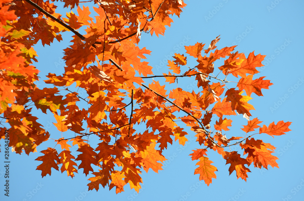 Orange leaves of Quercus robur, commonly known as common oak, pedunculate oak, European oak or English oak, in an autumn forest, view from below towards blue sky Orange leaves of Quercus robur, commonly known as common oak, pedunculate oak, European oak or English oak, in an autumn forest, view from below towards blue sky