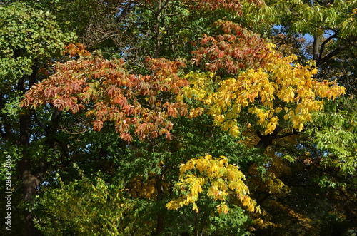 Yellow and green leaves in a tree in a forest in a sunny autumn day