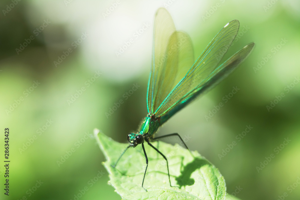 Macro of beautiful green dragonfly standing on a leaf with slightly spread wings Macro of beautiful green dragonfly standing on a leaf with slightly spread wings