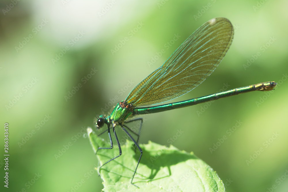 Macro of beautiful green dragonfly standing on a leaf with closed wings - side view Macro of beautiful green dragonfly standing on a leaf with closed wings - side view