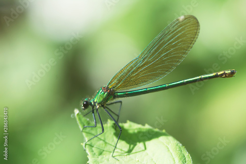 Macro of beautiful green dragonfly standing on a leaf with closed wings - side view © dorotaemiliac