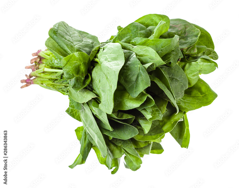bunch of fresh green spinach herb isolated bunch of fresh green spinach herb isolated