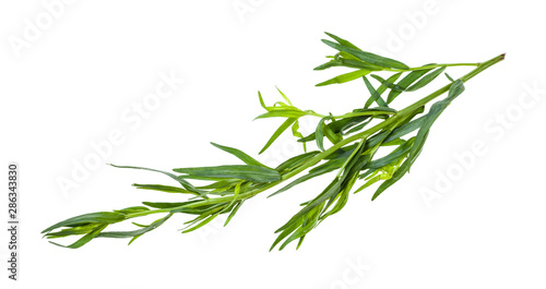 twig of fresh tarragon (estragon) isolated