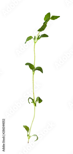 separate twig of fresh thyme herb isolated