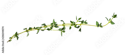 twig of fresh thyme herb isolated on white