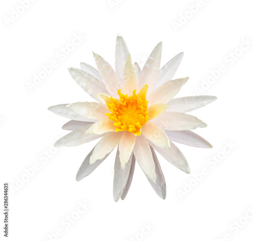 White blooming Starbright lotus isolated on white background with clipping path
