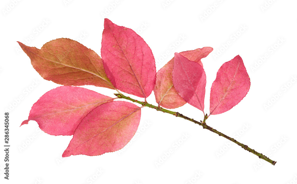 pink leaves of Euonymus shrub on branch isolated pink leaves of Euonymus shrub on branch isolated