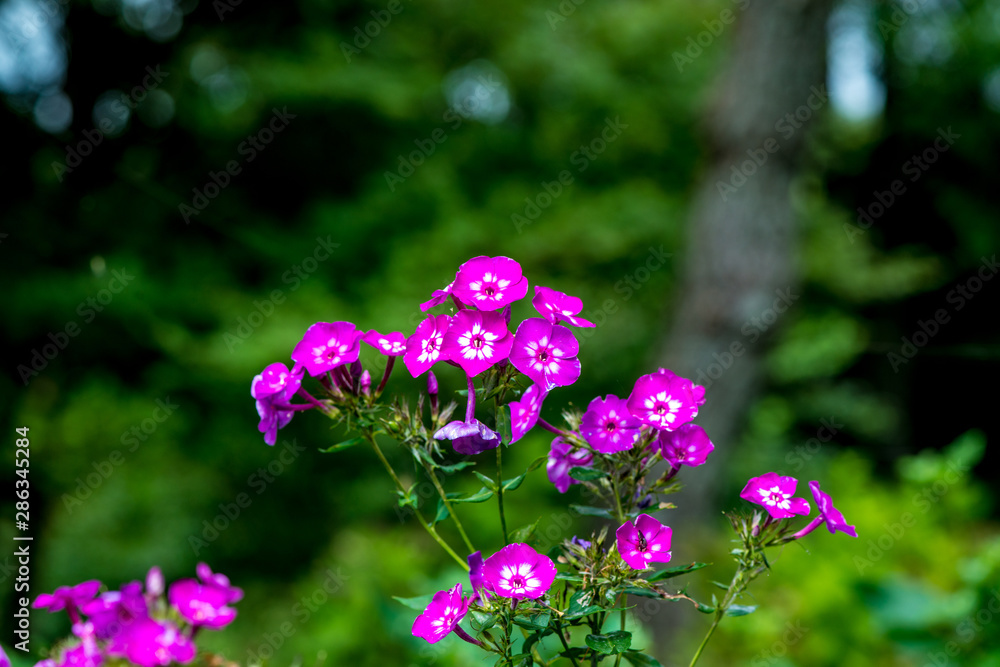 久住高原夏の花