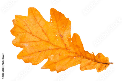 fallen brown oak leaf isolated on white