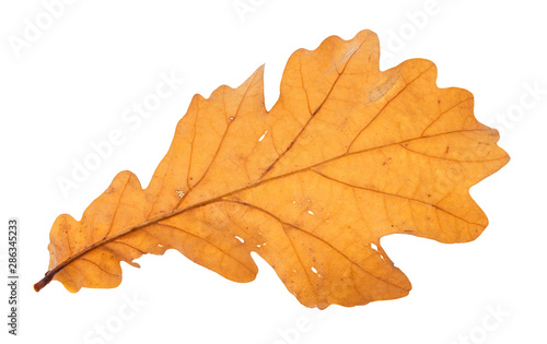back side of fallen brown oak leaf isolated