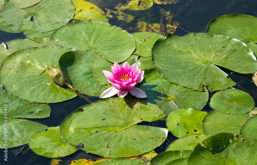 Delicate pink water lily and green lily pads Delicate pink water lily and green lily pads